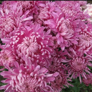 Хризантема Индус