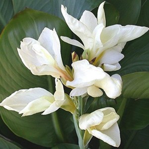 Клубень канны Эрмин