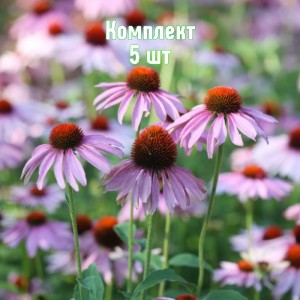 Комплект 5шт / Эхинацея узколистная