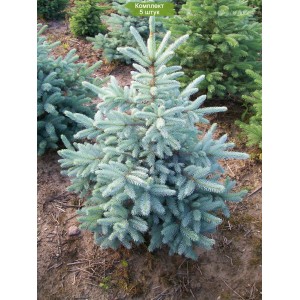 Саженцы Ели колючей голубой Кейбаб (Pungens Glauca Kaibab) (Саженцы до 40 см) -  комплект 5 шт.