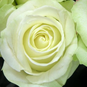 Саженец чайно-гибридной розы Аваланш (Avalanche)