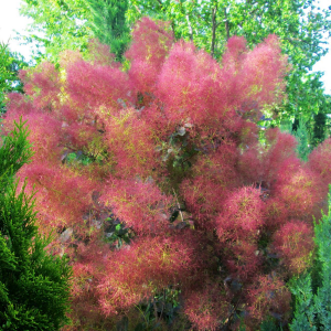 Саженец скумпии Фолис Пурпуреус (Follis Purpureis)