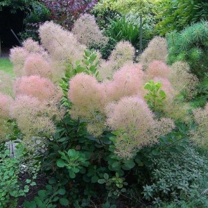 Саженец скумпии Янг Леди (Young Lady) 