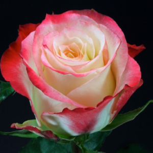 Саженец чайно-гибридной розы Кабарет / Кабаре (Cabaret)