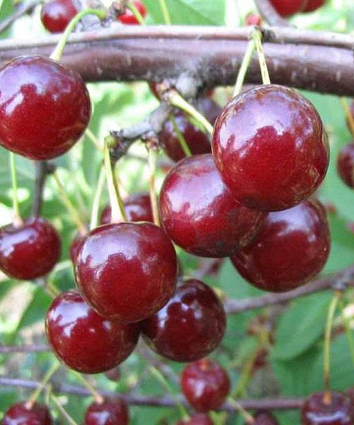 Вишня Вечерняя Заря