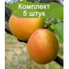 Саженцы Абрикоса Дионис (обычный)-  комплект 5 шт.