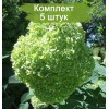 Саженцы гортензии древовидной  Лайм Рики  (Lime Rickey) -  комплект 5 шт.