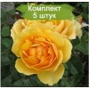 Саженцы штамбовой розы Эмбер Куин (Amber Queen) -  комплект 5 шт.